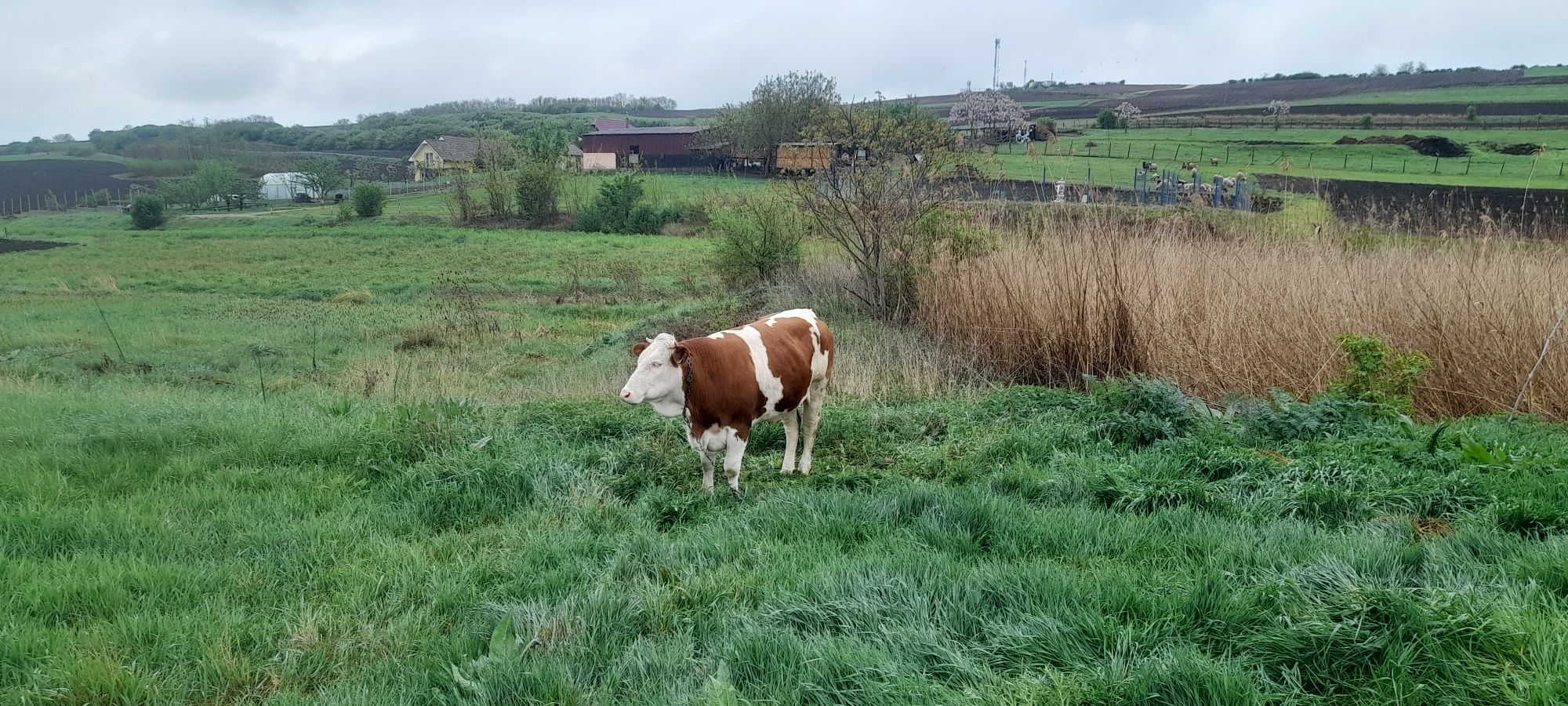 Vând junica pentru abator