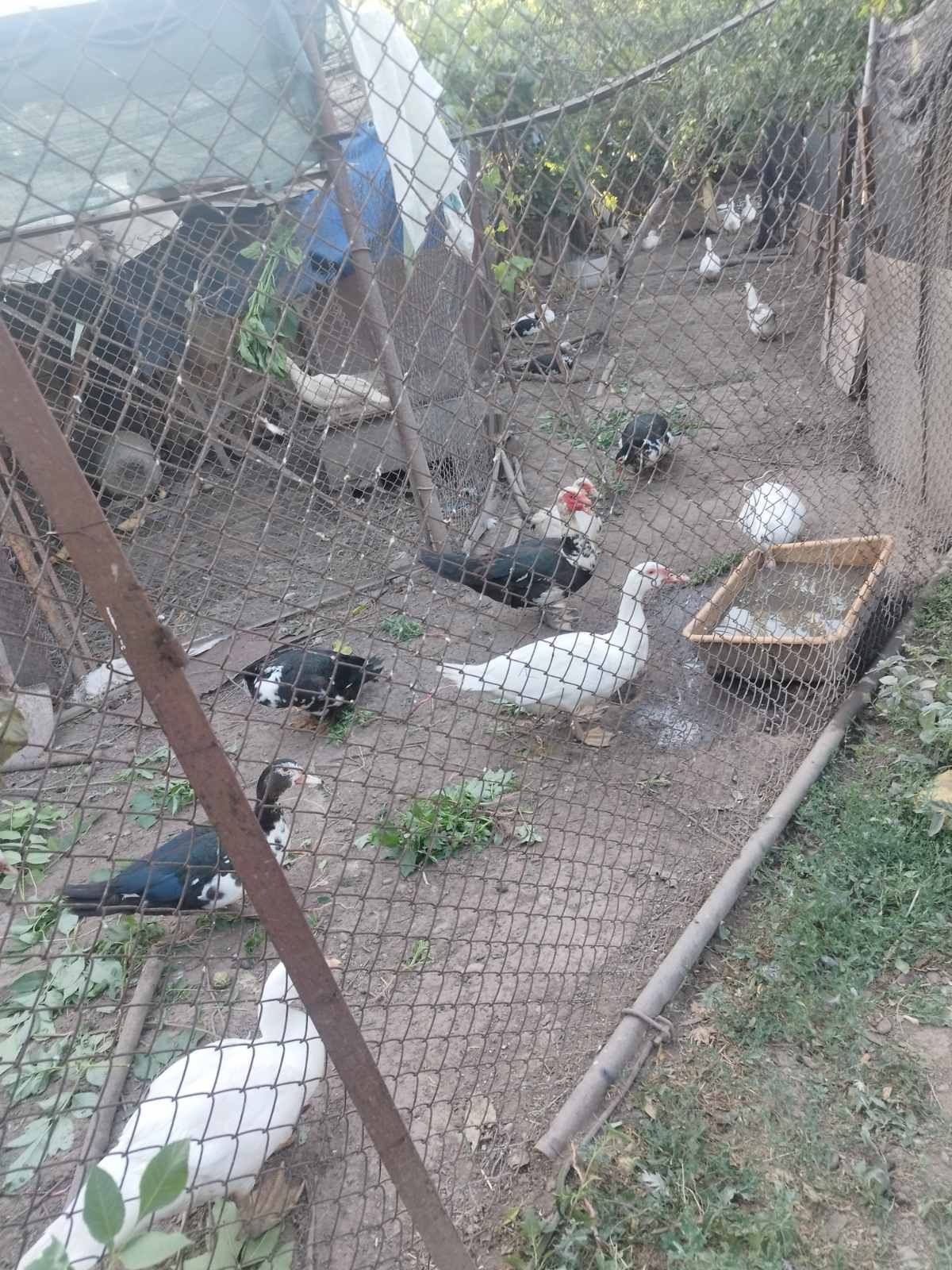 Продавам  патици