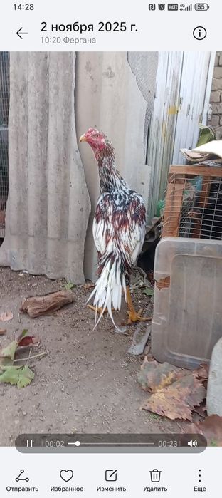 Россия зот сотилади ишончли нарса