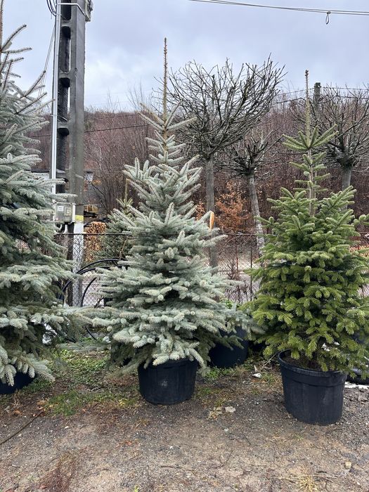 Brad la ghiveci verde