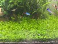 Pearlweed. Micranthemum micranthemoides