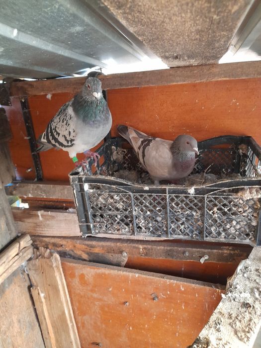 Vând 9 porumbei inelati