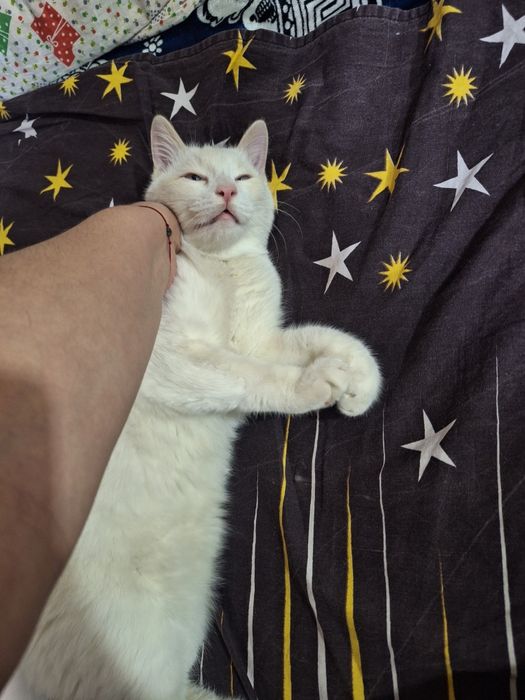 Мальчик сиамский