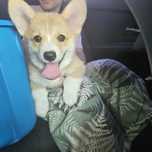 Corgi Pembroke Fetiță