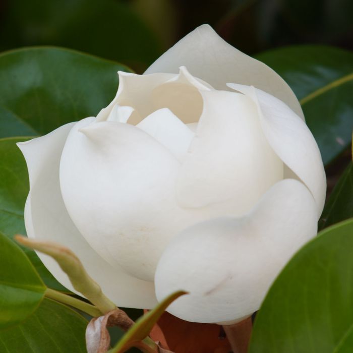 Magnolia Grandiflora