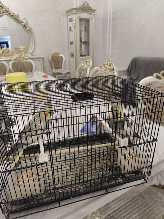 Korella para sotiladi ini bilan soglom.