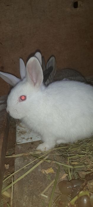 Quyon bolalari sotiladi