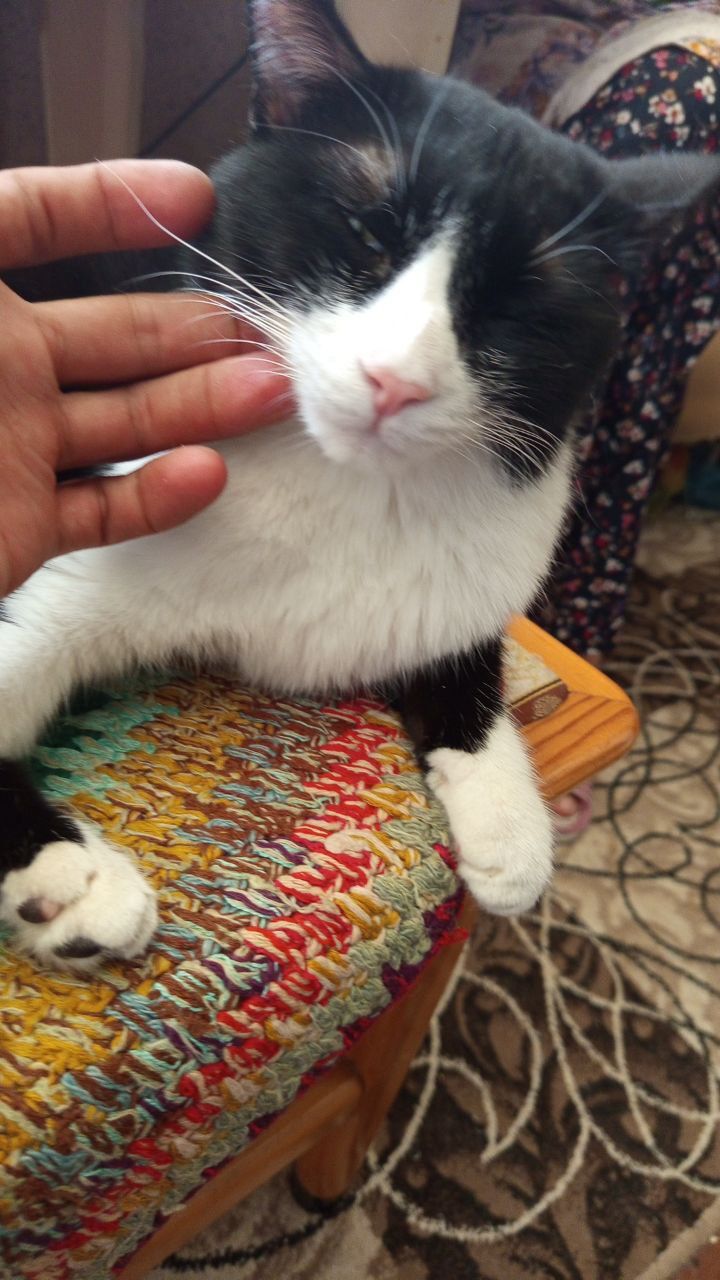 Кошка  бесплатно отдам