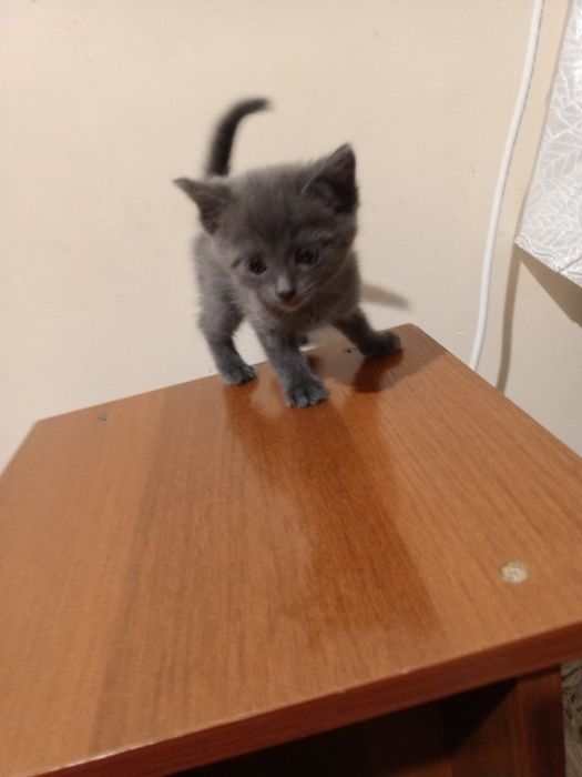 Котёнок  1 месяца 10 дней