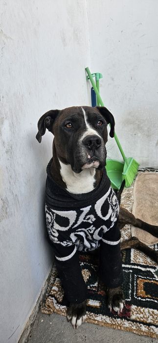 Молодой питбуль.