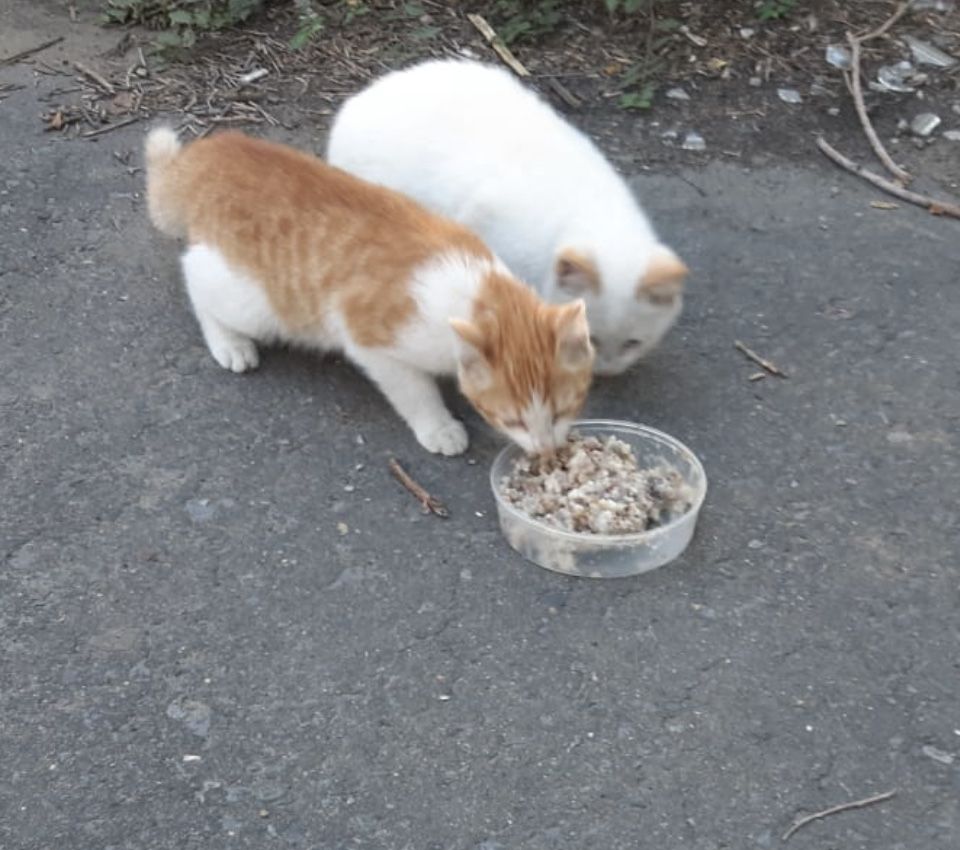 Котята ищут дом и любящего хозяина