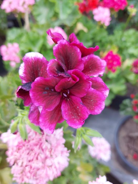 Герани раздичных сортов, множество цветов