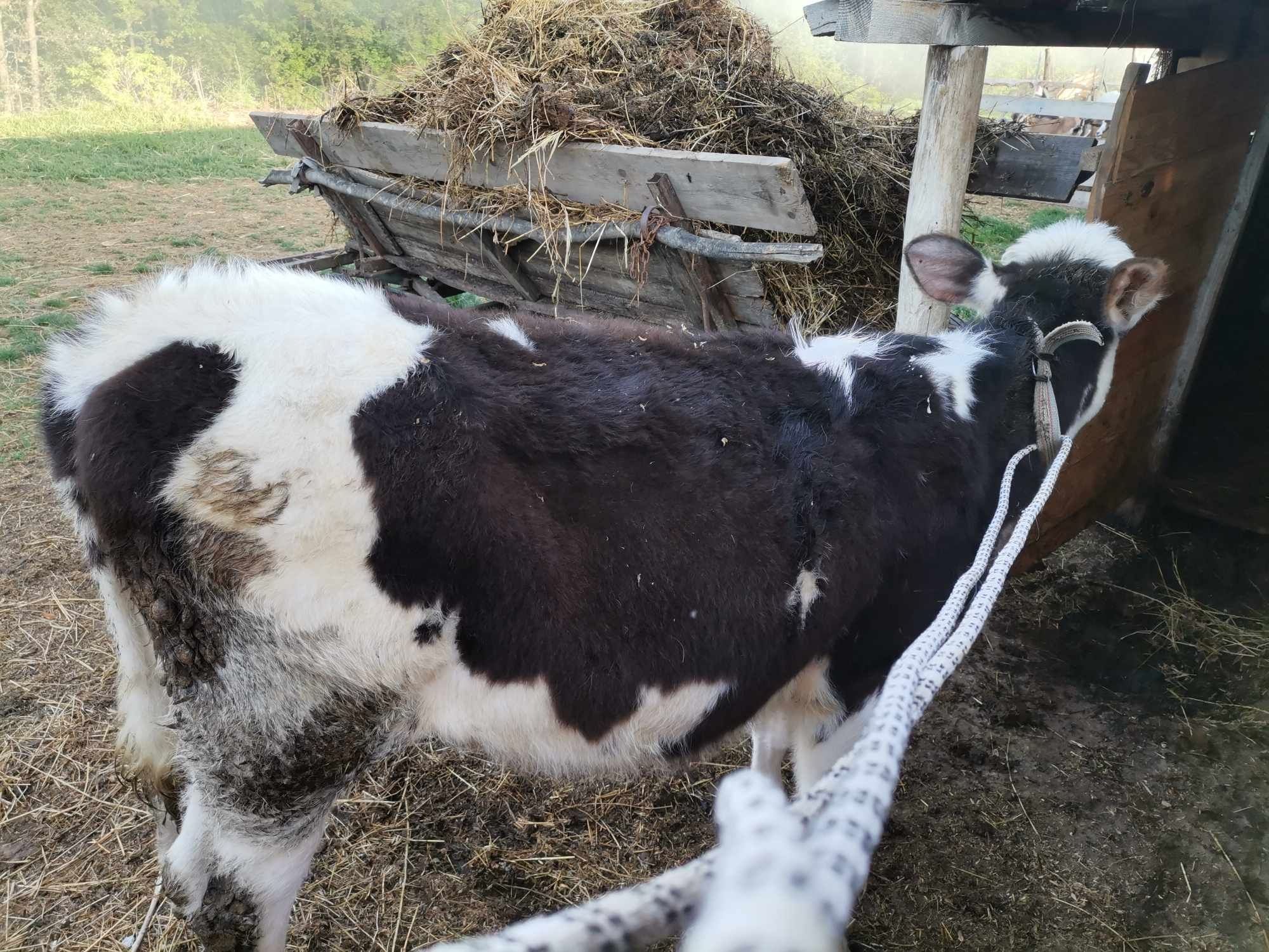 Vând vita di mama bună de lapte are 5 lun de taiat sau prasilai