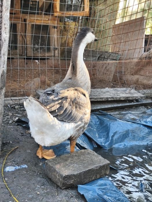 Vanda rața si gaște de casa