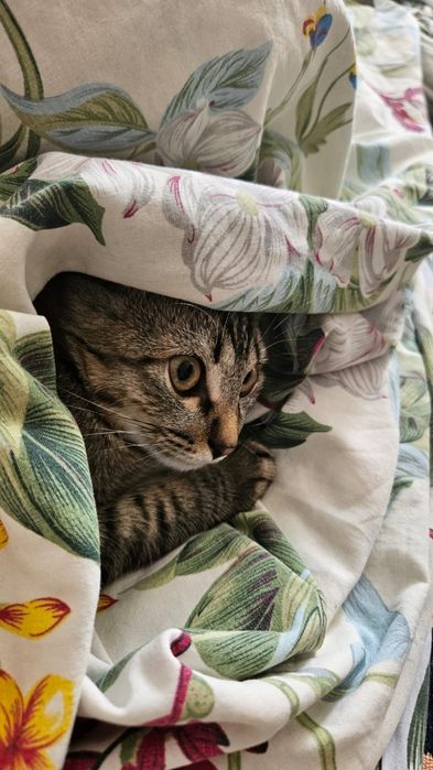 кошка мальчик 6 месяцев