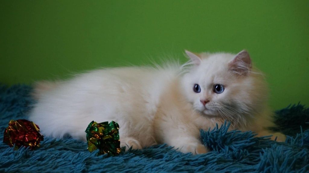 British longhair cu pedigree
