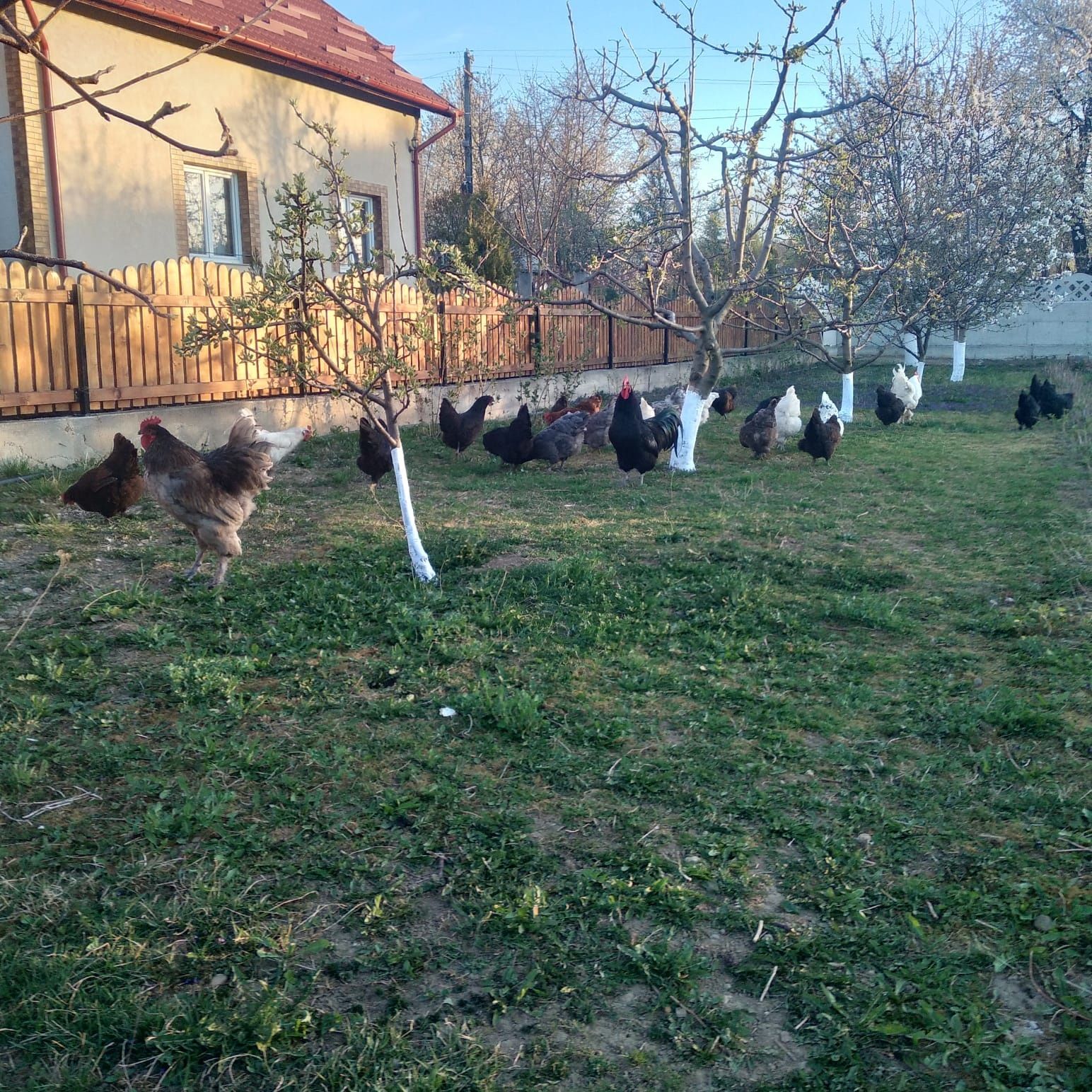 Vând pui metiș de austrolorp și brahma