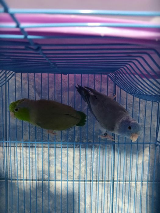 Vând perusi, forpus,kakariki