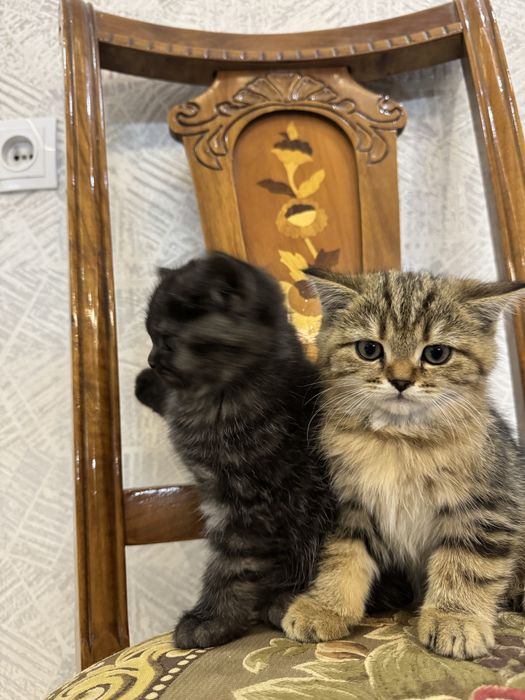 продаются породистые котята 500 000 сум