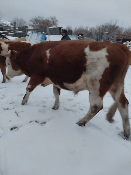 Продам быков, возраст 2,5 года