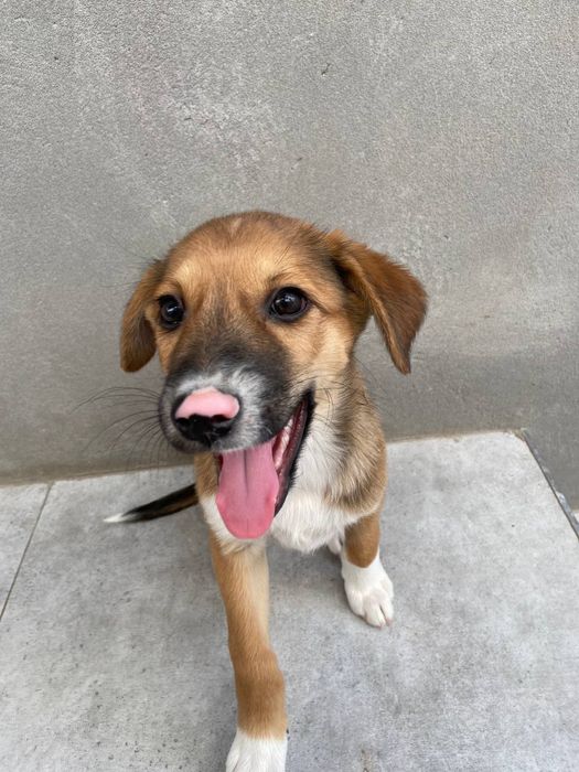 Щенок мелкой породы