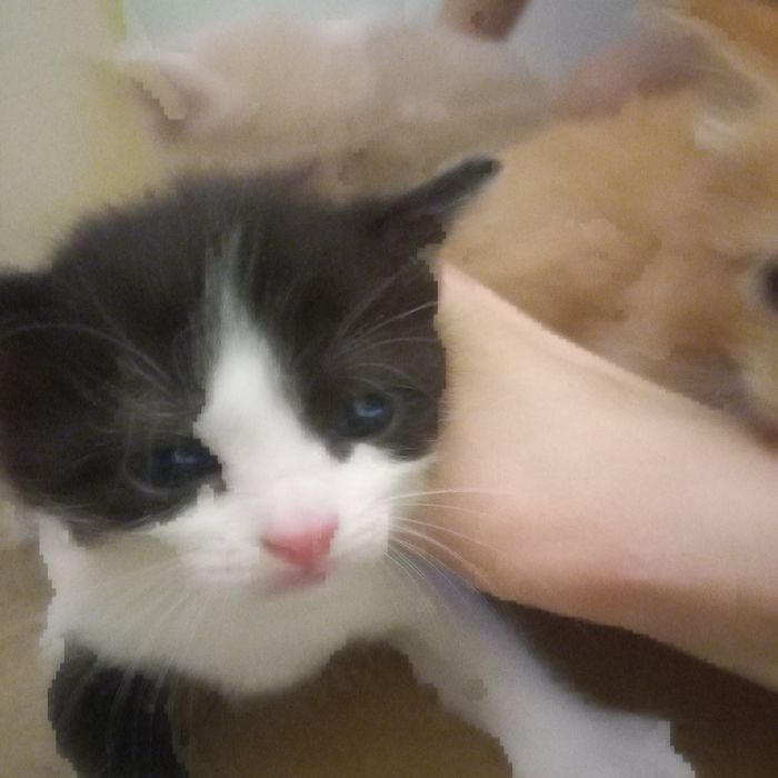 Котята мальчики 1 месяц