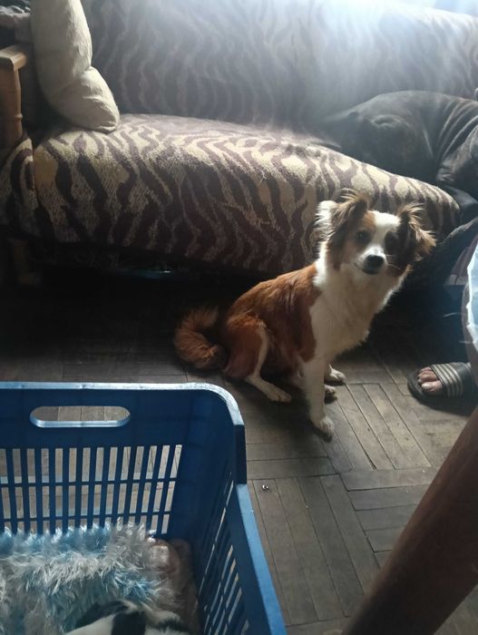 Donez 3 băieței taie mica