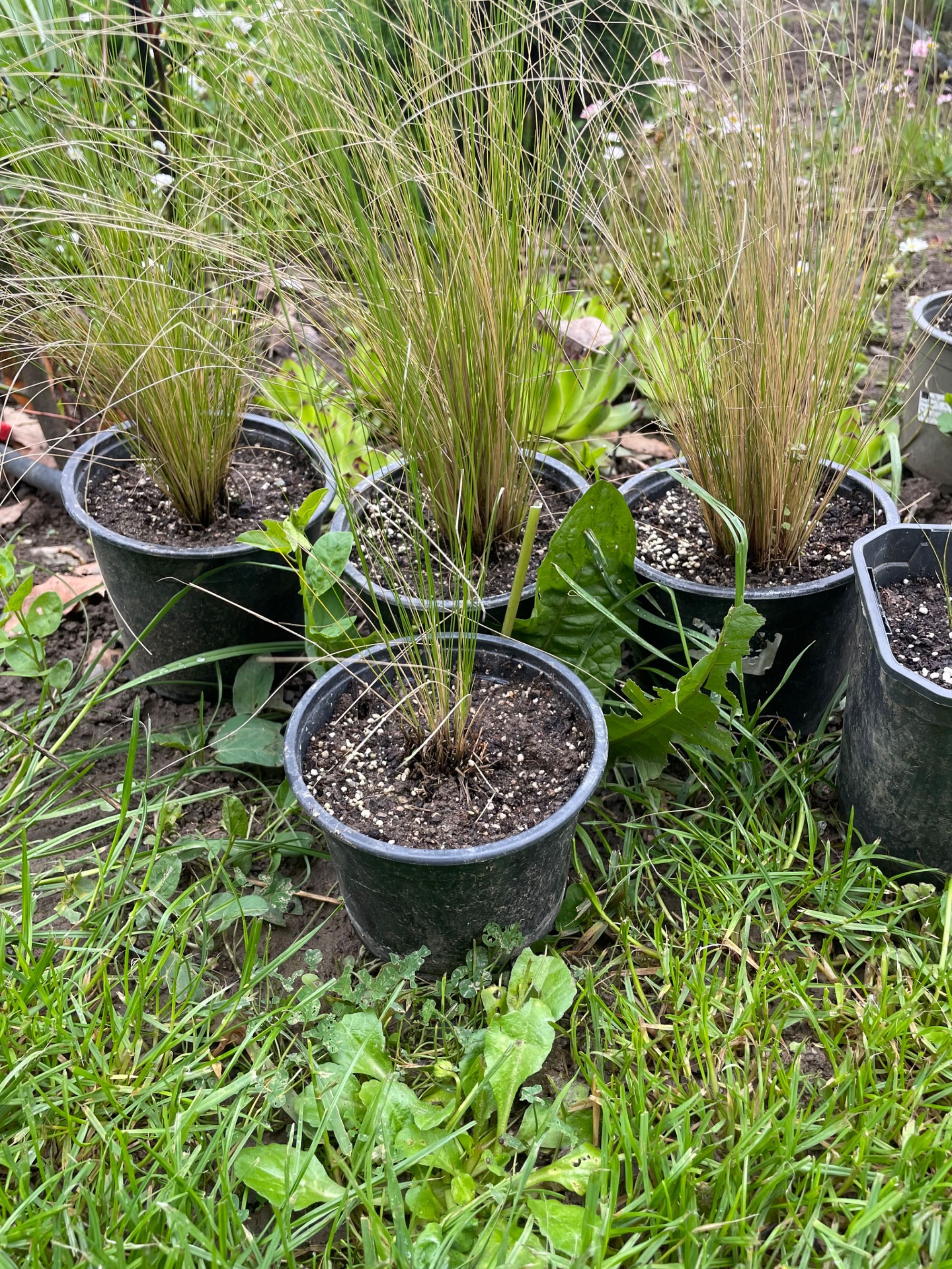 Декоративна трева Стипа /Stipa Tenuissima/