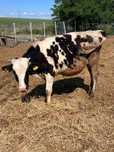 Vand un taurus de crescut