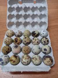 Продам перепелинные яйца