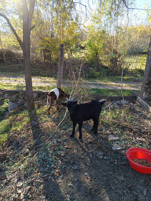 Vand iezi buni la carne