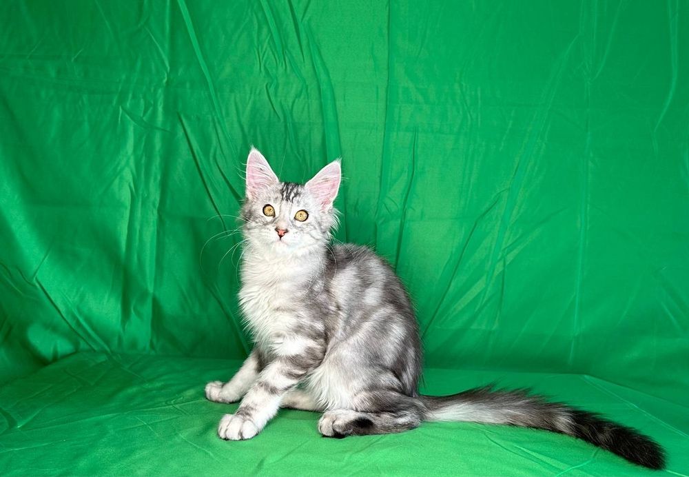 Продажа котят породы май-кун.