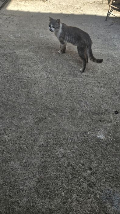 Donez 3 pisici jucăușe si blande