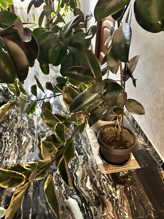 Ficusi de vânzare – diferite dimensiuni (200–600 lei)