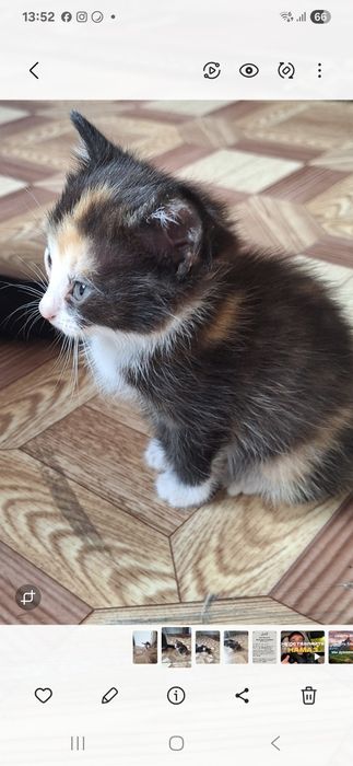 Отдам заботливым людям котеночка