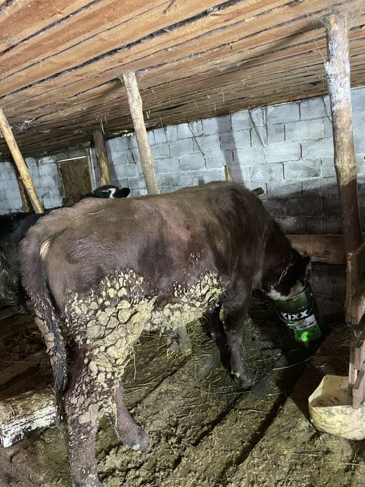 Продам 2 бычков 2 годовалые