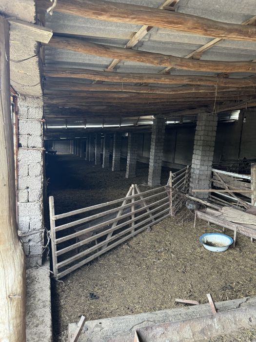 Ferma-kora sotiladi...