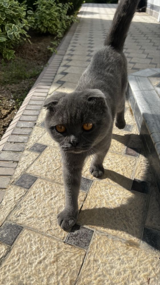 Продается Кот и Кошка