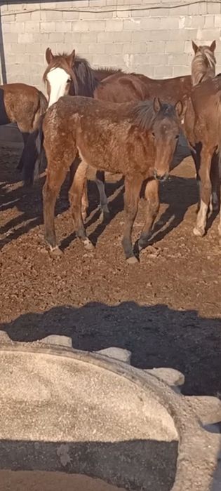 Ургашы жабагы сатылад обмен