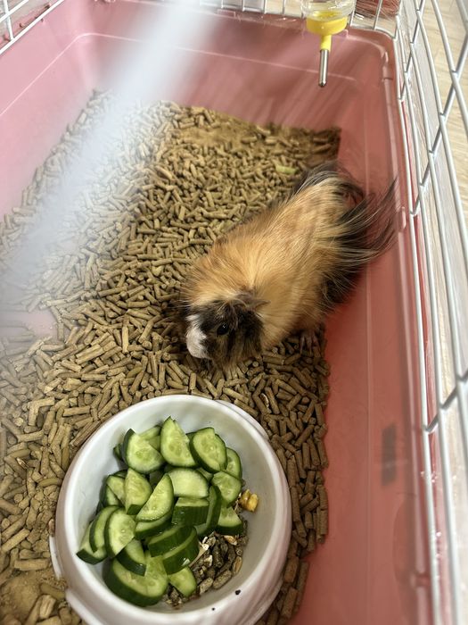 Морская свинка (5-6 месяцев)