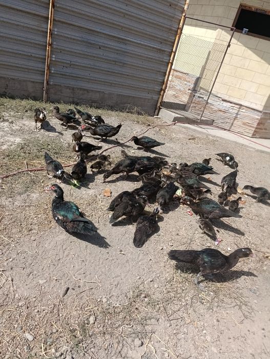 Индюткалар сотилади 50 шт хаммаси соглом 6 ойли 3 ойлиси хам бор манзи