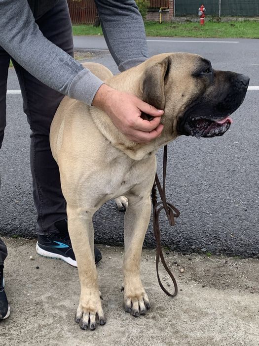 Presa canario mascul cu pedigree