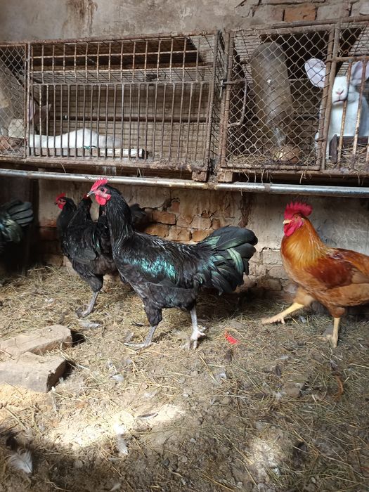 Cocoși australorp