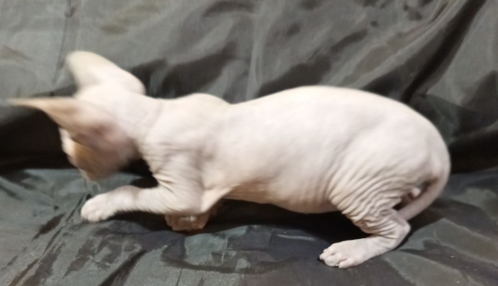 Канадский сфинкс 40 дней