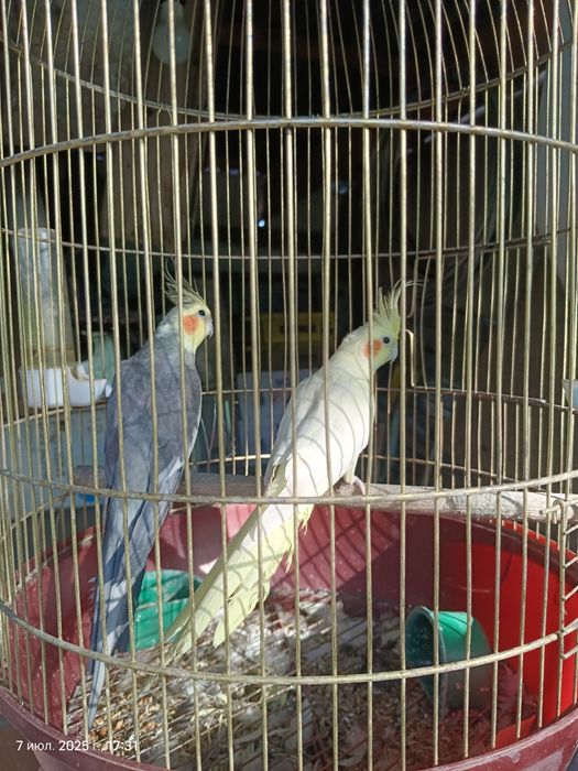 Попугай Карелла , пара