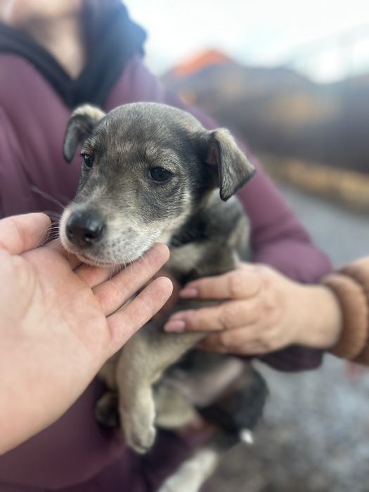 Щенята мальчик и девочка  ищут дом