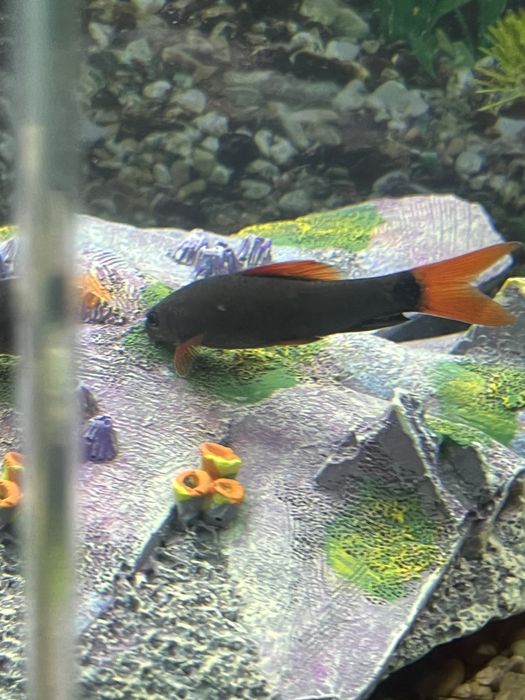 Продам рыб для аквариума 3штуки Лабео,Торакатум