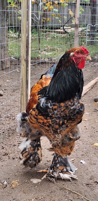 Cocoș brahma portelan vand/schimb