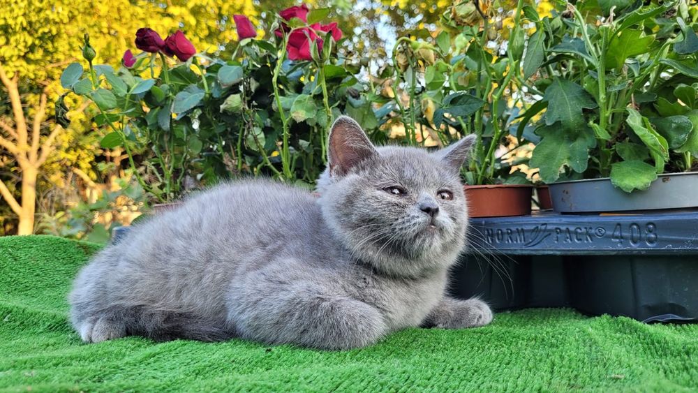 Scottish straight și scottish fold.