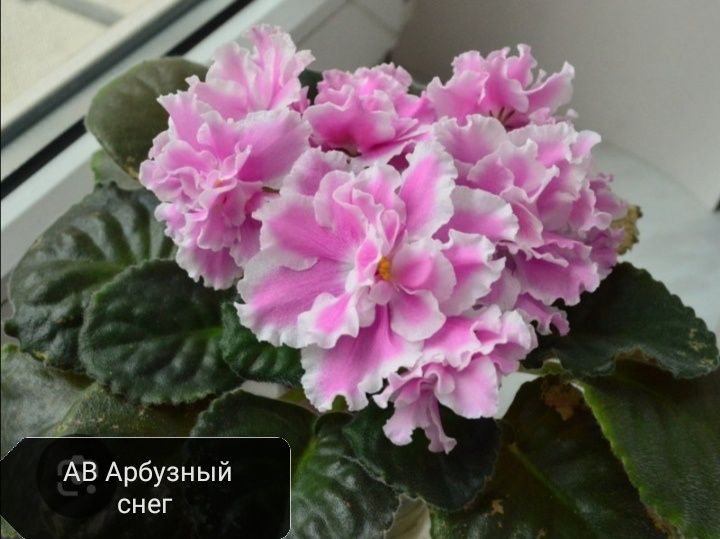 Продаются детки сортовых фиалок